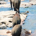 Photography - Stunning Sri Lanka