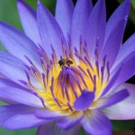Photography - Nature