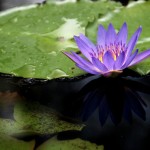 Photography - Nature