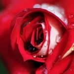 Photography - Nature