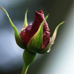 Photography - Nature