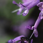 Photography - Nature
